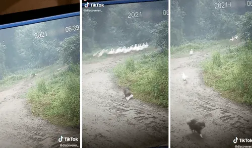 El pequeño animal se veía acorralado y no tuvo otra opción que hacerse ‘el muerto’ para escapar del can. Foto: captura de TikTok