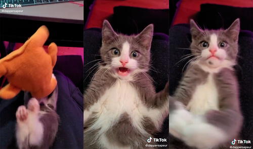 El minino cautivó a su dueño, quien no pudo evitar reírse con la ocurrencia de su mascota. Foto: captura de TikTok