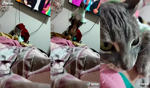 El animal sorprendió a los cibernautas al desarrollar un gran salto para jugar con su dueña. Foto: captura de TikTok