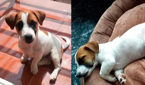 Cualquier tipo de información que ayude a dar con su paradero puede ser comunicada a los números 970 754 616 y 924 886 181. Foto: composición/difusión