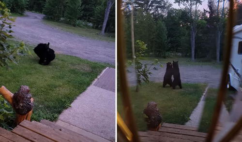 Miles de usuarios han quedado impresionados con las imágenes. Foto: captura de YouTube Miles de usuarios han quedado impresionados con las imágenes. Foto: captura de YouTube