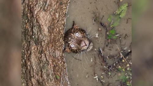 Una de las imágenes muestra al leopardo mirando hacia arriba desde el interior del pozo. Foto: captura de Twitter