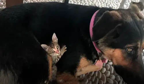 El video viral ha sido compartido en el canal El Dodo. Foto: captura de YouTube El video viral ha sido compartido en el canal El Dodo. Foto: captura de YouTube