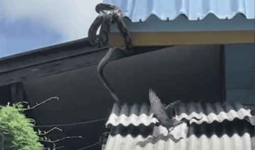 El video ha sido compartido en el canal ViralPress. Foto: captura de YouTube