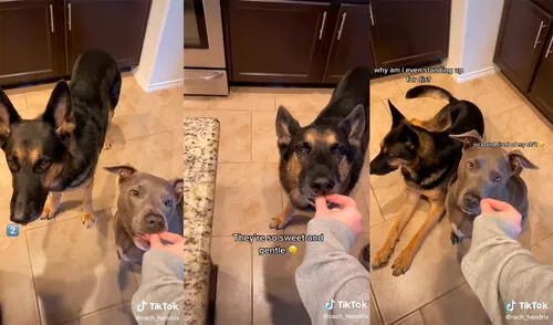 Los cachorros divirtieron a su dueña con su adorable reacción al descubrir que no tenía ninguna galleta para ellos. Foto: captura de TikTok