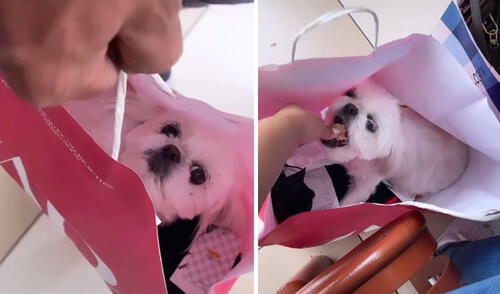 Las imágenes generaron risas entre miles de usuarios. Foto: captura de TikTok