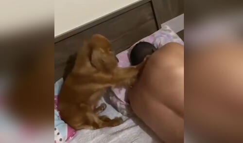 Miles de usuarios no han parado de reír con la conducta del can. Foto: captura de TikTok