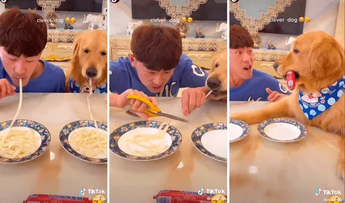 El tierno perrito no tuvo problemas en devorar la pasta en cuestión de segundos. Foto: captura de TikTok El tierno perrito no tuvo problemas en devorar la pasta en cuestión de segundos. Foto: captura de TikTok