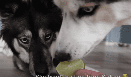 El video viral ha sido compartido en la página My Mountain Husky. Foto: captura de Facebook