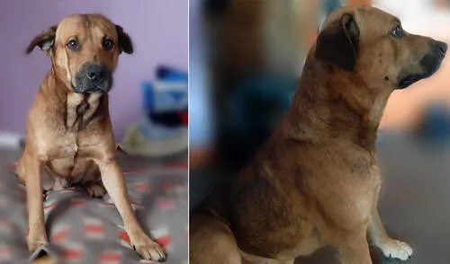 La dueña del perrito extraviado recalca que el pelaje de Bobbi es todo marrón Y no tiene manchas blancas. Foto: composición La dueña del perrito extraviado recalca que el pelaje de Bobbi es todo marrón Y no tiene manchas blancas. Foto: composición