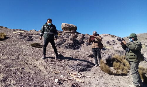 La alerta fue comunicada por la Asociación de Camélidos de Ampi. Foto: Serfor