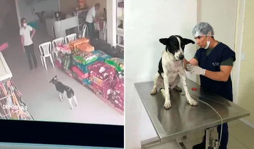 El perrito es una mascota que vivía en la calle y buscó ayuda en el lugar adecuado. Foto: captura de YouTube/The Dodo