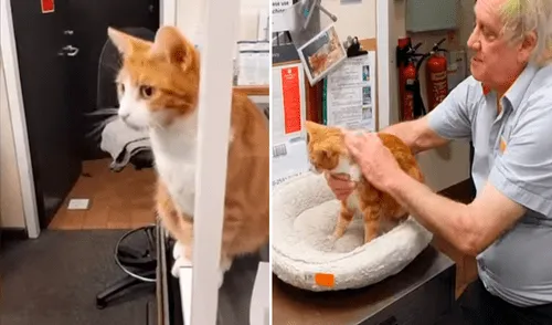 Por las noches es un experto caza ratones y por el día un lindo anfitrión de la estación de trenes. Foto: captura de YouTube/Caters Clips