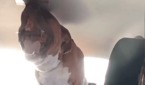 El perro grita como humano cuando está estresado, nervioso o muy alegre. Foto: captura de YouTube