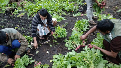 Cusco: asháninkas de Maruntuari cosechan su primer lote de rabanitos