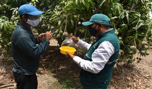 Senasa trabaja para erradicar plagas en cultivos frutales. Foto: La República