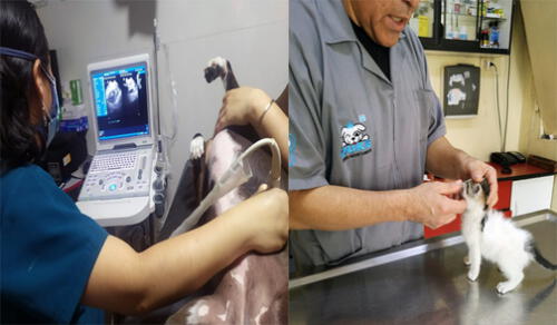 El 8 de julio de cada año se reconoce el trabajo que realizan los veterinarios en el cuidado de los animales. Foto: María Serrano/La República