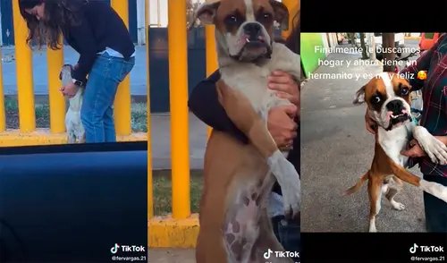 La madre de la joven estuvo de acuerdo en subir al can a su automóvil, para luego conseguir que sea adoptado. Foto: captura de TikTok
