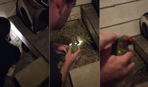 Miles de usuarios quedaron cautivados con las imágenes. Foto: captura de YouTube