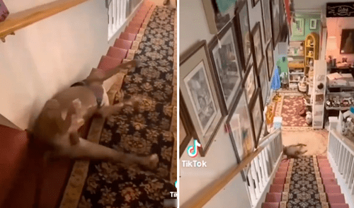 La mascota encontró una forma sencilla para divertirse, tal como mostraron las imágenes en redes sociales. Foto: captura de TikTok