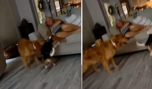 El video ha causado furor en las redes sociales. Foto: captura de TikTok