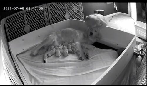 La pequeña sorprendió a sus padres con una adorable conducta. Foto: captura de TikTok