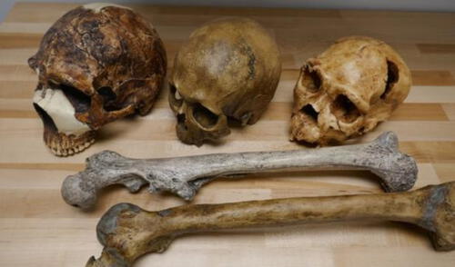Un cráneo neandertal de hace 55.000 años (izquierda); otro cráneo de un homo sapiens de hace 32.000 años; finalmente, uno del Homo del Pleistoceno medio, de 4.300 años de antigüedad. Foto: Manuel Will