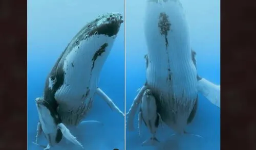 La ballena jorobada cuida y espera a que su cría crezca. Foto: captura de Instagram