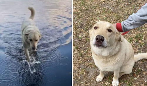 El comportamiento del animal logró conmover a más de uno en las redes sociales. Foto: captura de Facebook