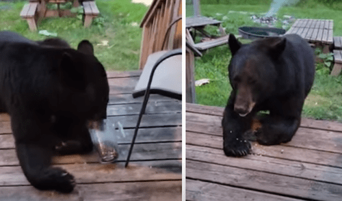 El video viral ha sido compartido en la página ViralHog. Foto: captura de Facebook