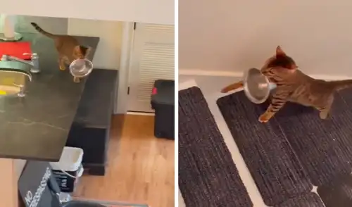 Un joven grabó el preciso momento en que su gatito fue a buscarla hasta su habitación para que le sirvan un poco de comida en su plato. Foto: captura de TikTok