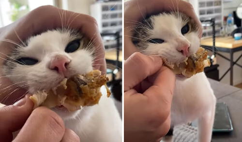 Este video ha hecho reír a miles de usuarios en las redes sociales. Foto: captura de TikTok