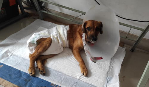 Animal también requiere de pañales y comida balanceada. Foto: difusión