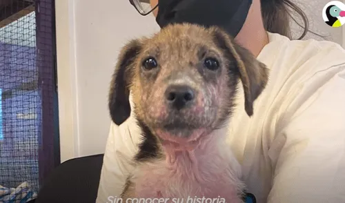 El video ha sido compartido en el canal El Dodo. Foto: captura de YouTube
