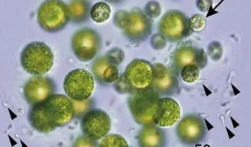 Colonia de Pleodorina starrii bisexual, un tipo de alga verde. Foto: Kohei Takahashi