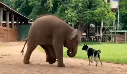 La elefanta Wan Mai encontró en Today a un gran amigo durante su estadía en el parque natural. Foto: captura de TikTok La elefanta Wan Mai encontró en Today a un gran amigo durante su estadía en el parque natural. Foto: captura de TikTok