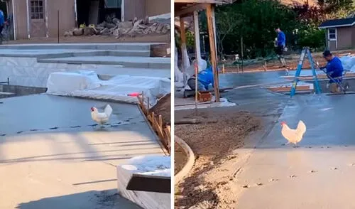 Unos obreros estaban a punto de culminar su jornada; sin embargo, fueron sorprendidos con una gallina que estropeó sus planes. Foto: captura de YouTube