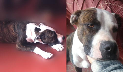 La dueña del perro de 8 meses cree que está extraviado entre las urbanizaciones San Pedro, de Carabayllo, y Copacabana, de Puente Piedra. Foto: difusión