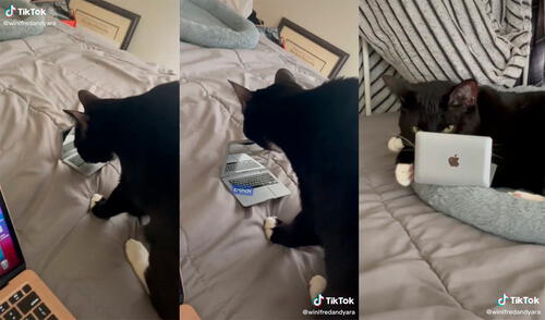 El minino no tardó en usar su nuevo regalo para sorpresa de la mujer. Foto: captura de TikTok