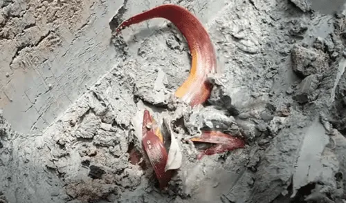 El video viral ha sido compartido en el canal ViralPress. Foto: captura de YouTube El video viral ha sido compartido en el canal ViralPress. Foto: captura de YouTube