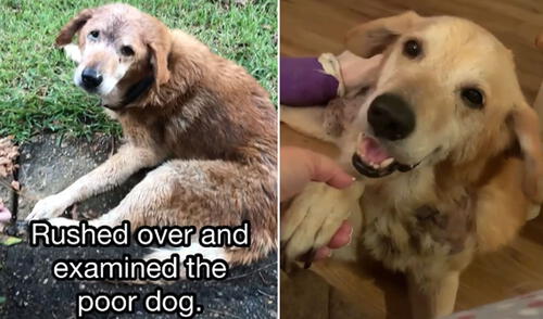 Las imágenes de este perrito se volvieron tendencia en las redes sociales. Foto: captura de Instagram