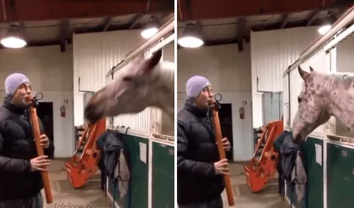 El animal comenzó a mover la cabeza al oír el sonido de la flauta. Foto: captura de Facebook