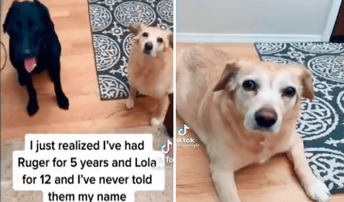 El clip ha sacado miles de sonrisas a los usuarios en redes sociales. Foto: captura de TikTok