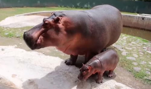 Los trabajadores de un zoológico se conmovieron con la acción de un hipopótamo recién nacido, el cual quería permanecer al lado de su madre. Foto: captura de YouTube