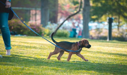 La sanción será de hasta 222 dólares a quienes no recojan los desechos de sus mascotas. Foto: difusión/referencial