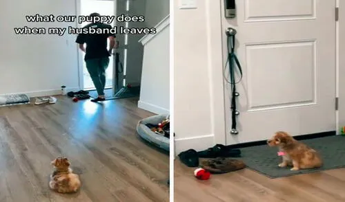 Una joven grabó el preciso momento en que su esposo se fue de su hogar por unos minutos; sin embargo, se sorprendió con la reacción de su cachorro. Foto: captura de TikTok