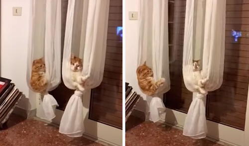 Una pequeña aprovechó la distracción de sus padres para crear un espacio para sus gatos en medio de su sala; sin embargo, fue descubierta. Foto: captura de YouTube Una pequeña aprovechó la distracción de sus padres para crear un espacio para sus gatos en medio de su sala; sin embargo, fue descubierta. Foto: captura de YouTube