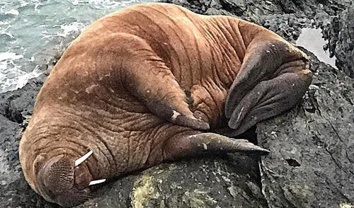 El imponente animal se quedó dormido y fue trasladado por las corrientes nórdicas. Foto: EFE El imponente animal se quedó dormido y fue trasladado por las corrientes nórdicas. Foto: EFE