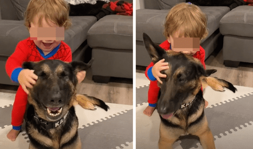 El video enterneció a los usuarios de las redes sociales. Foto: captura de TikTok El video enterneció a los usuarios de las redes sociales. Foto: captura de TikTok