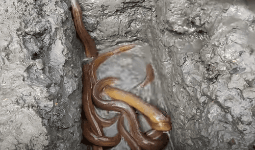 El video viral ha sido compartido en el canal Fishing BD. Foto: captura de YouTube